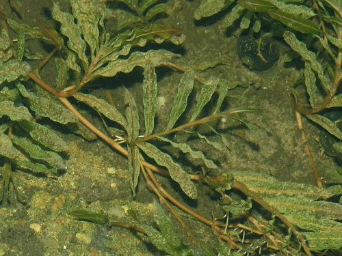 rdestnica kedzierzawa2