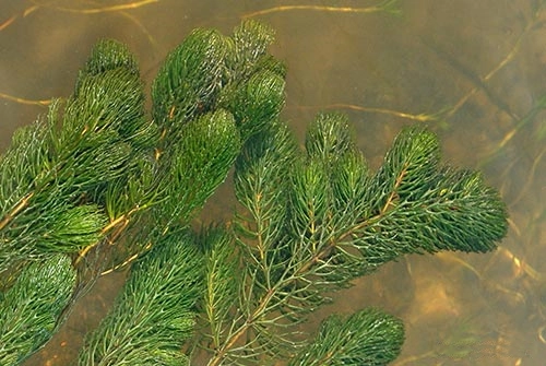 rogatek sztywny1