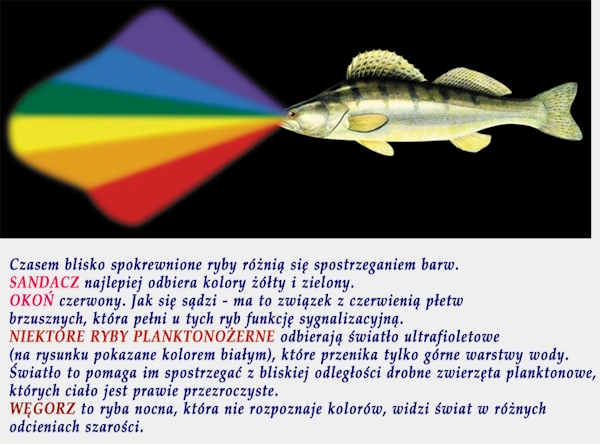 oko8