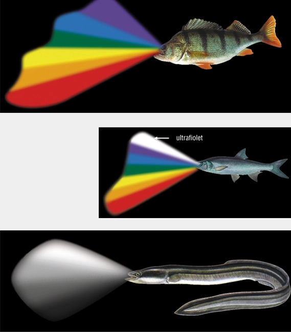 oko9