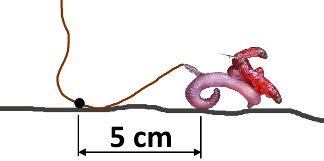 odlelosciowka 3