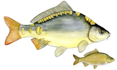 karp