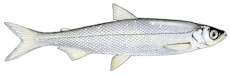 sielawa