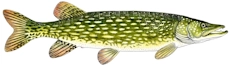 szczupak