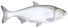 tolpyga biala