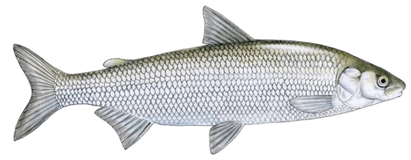 sieja