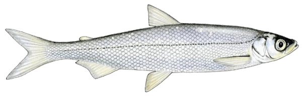 sielawa