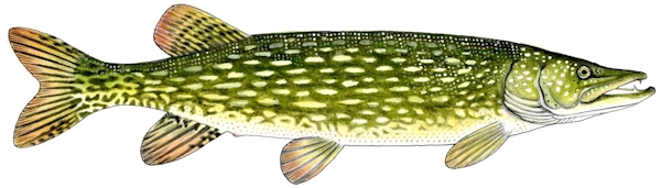 szczupak