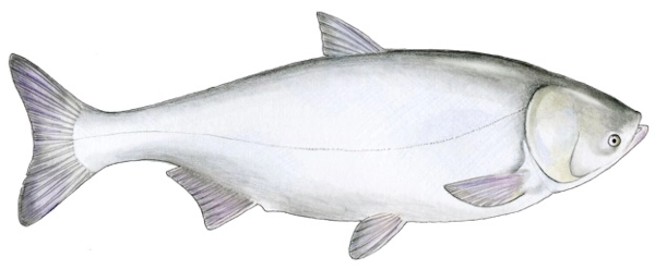 tolpyga biala