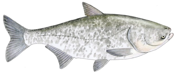 tolpyga pstra