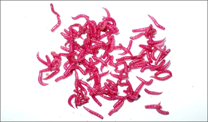 fifis2