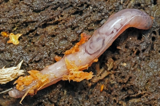 koziulkowatee