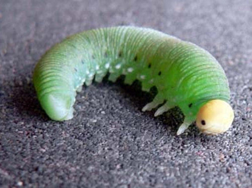 larwa konika polnego