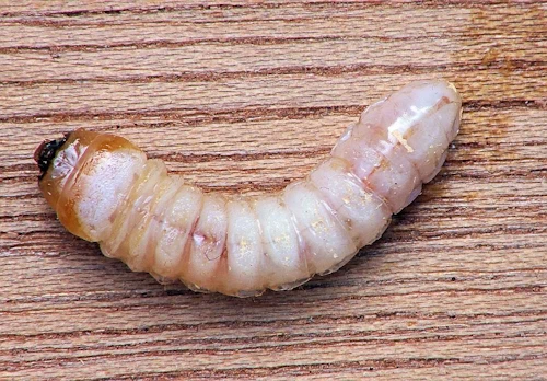 larwa kornika