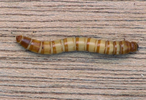 larwa1