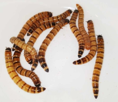 larwa2