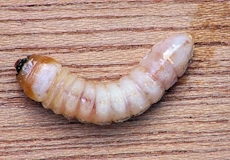 larwa kornika