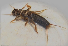 larwa widelnicy2