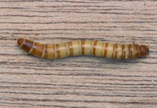 larwa1