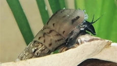 slimak1