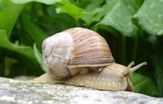 winniczek