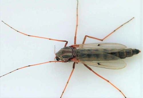 ochotka