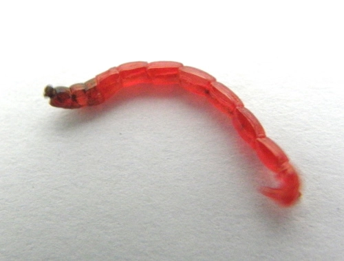 ochotka3