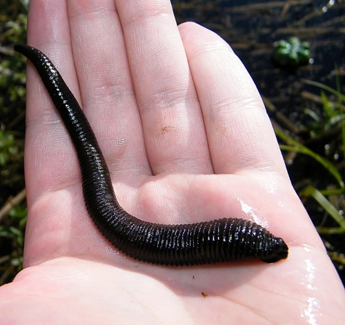 pijawki