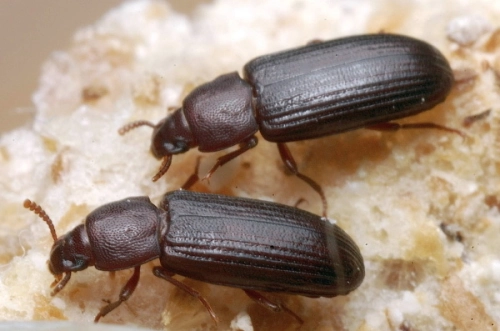 postac dorosla