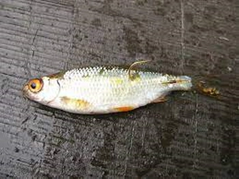 rybka1