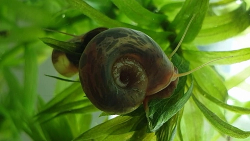 slimak2