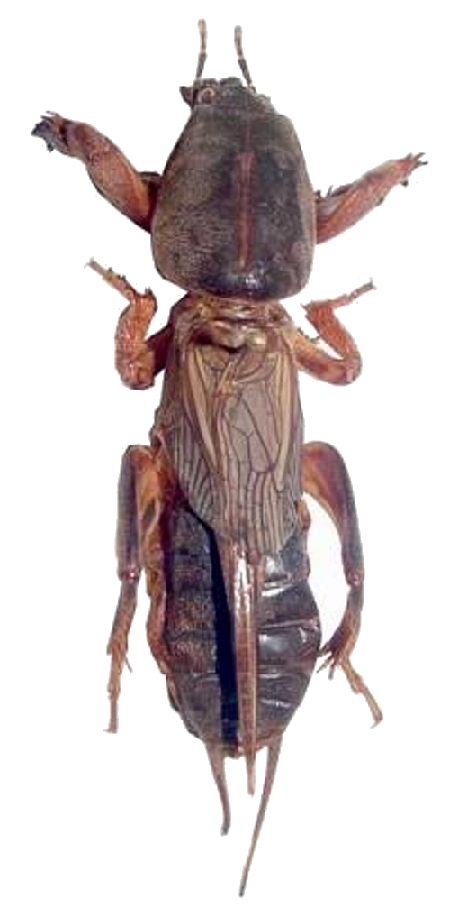 turkuc1
