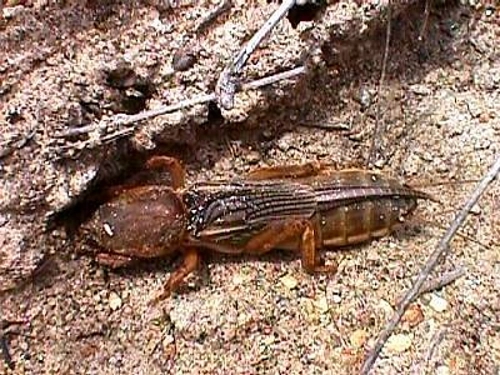 turkuc2