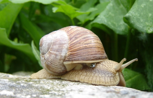 winniczek