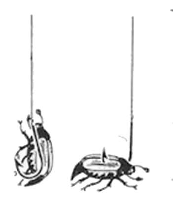 zakladanie