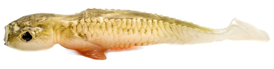 16 ripper syrena shad
